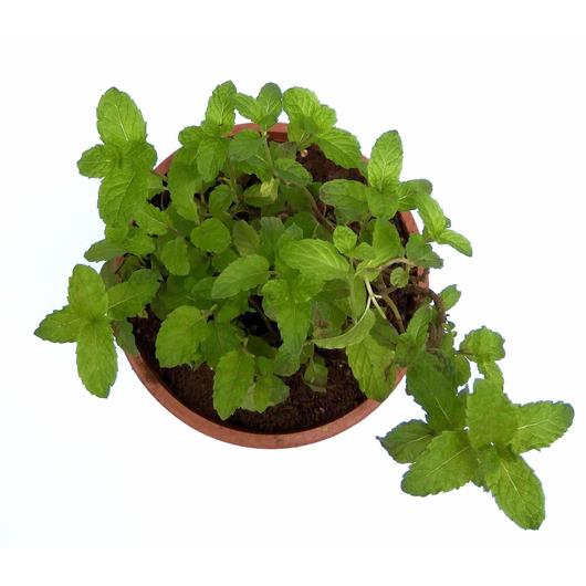 mint causes erectile dysfunction